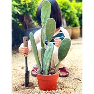 30-45cm (1pcs) Bigger Cactus / Cactus Plant / Cactus Bunnyear / Nopal Opuntia / Succulent plant / Pr