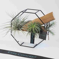 【Elite Concept 一禮莊園】空氣鳳梨 / 桌上盆栽