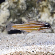 Ikan Capungan Emas / Gold Cardinal Fish - Ikan Hias Laut