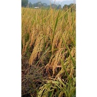 (bibit) benih bibit padi ciputri / ciherang malay panjang kemasan 5kg