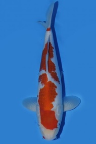 Ikan Koi Import Jepang Ai Goromo Sakazume 34 cm