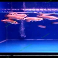 Promo!! Ikan Arwana Super Red Baby Anakan +-12Cm Gen Merah