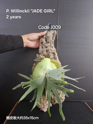 P. Willinckii "JADE GIRL" Staghorn Fern