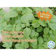 Pokok Bangun Indian Borage Mexican Mint 左手香 印度薄荷