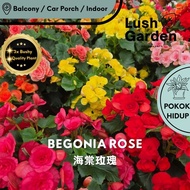 Begonia Rose / Elatior 海棠玫瑰Anak Pokok Bunga Hiasan Dalam Rumah Hidup Ruang Tamu Indoor Plant Live Fl