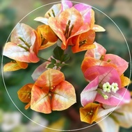 Green Leaf Bougainvillea Stem Cuttings (1 stem, no roots)