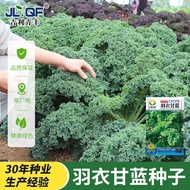Edible Wrinkled Leaf Coat Kale Seed Heat-Resistant Kale Seed Spring Autumn Winter Four Seasons Balco