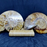 Natural Ammonite  Shell Pair Specimen