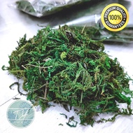 🌿KUALITI PREMIUM 🌿Lumut || Moss || Gam lumut || Span Kering