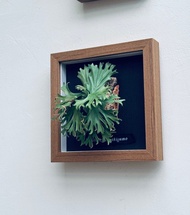 皮革製 P.willinckii Makigumo 捲雲鹿角蕨相框_送禮/收藏