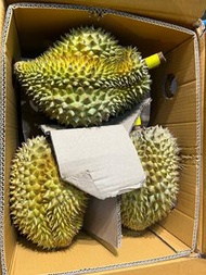 泰國Tp金枕頭榴槤
