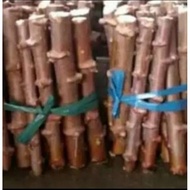 bibit singkong mentega stek/ pohon ubi kayu