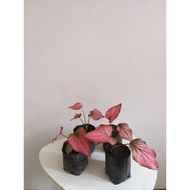 Caladium Thailand | caladium Invinity • Thailand Series