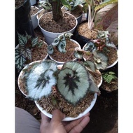 ' TANAMAN HIAS BEGONIA KEONG BEGONIA ESCARGOT SILVER '