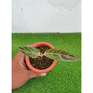 Sindo - Aglaonema Pride Of Sumatera Live Plant MHQ6AM5IUA