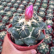 Extra Large Real Giant Cactus Indoor Office Succulent Cactus Plant Potted Radiation-Resistant Bloomi