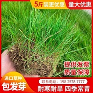 Lawn Slope Protection Manila Dogtooth Root Rye Grass Seed Solitary Apat na