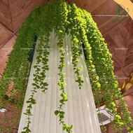 Fake vines, decorative Indian chrysanthemum vines (5 leaf tips)