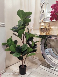 FIDDLE FIG 127CM