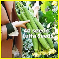 Long Luffa Seeds (40 Seeds )Speedy Variety Luffa Seeds for Planting Vegetables  High Yield Loofah Se