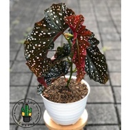 Tanaman Hias Begonia Polkadot &amp; Begonia Mocca / Tanaman Hidup Begonia