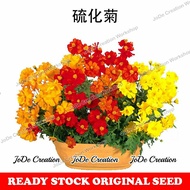 Benih Bunga Cosmos sulphureus / Cosmos sulphureus Flower Seeds / 硫华菊花种子