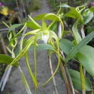 珍稀原生蘭Den. tetragonum var. alba (白變)蜘蛛石斛(罕見~極會開花+植株高壯)個體優