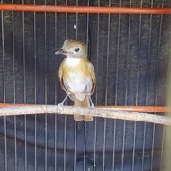 Burung Srdc Ori Bali rajin