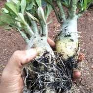 NEW!!! BIBIT TANAMAN BUNGA ADENIUM BONGGOL BESAR BAHAN BONSAI KAMBOJA