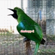 burung cucak ijo banyuwangi gacor dewasa original mewah bebeciu
