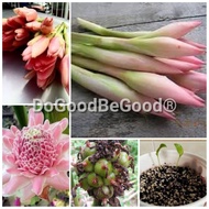 15 Pcs Etlingera elatior,Torch Ginger,Ginger Flower,Combrang Plant Flower Seeds /Biji Benih Pokok Bunga Kantan