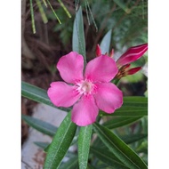 FTH # pokok orleana # dekorasi tanaman #pokok hidup