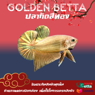 ปลากัดสีทอง เพศผู้ 1 ตัว 7/11 Betta Farm