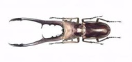 Cyclommatus metallifer finae 美它利佛細身赤鍬形蟲 紫血 70mm 對蟲 標本 乾貨