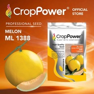 TOP RATED🌟(500 SEEDS) Biji Benih Golden Melon Golden Sweet Sea 金海密 ML1388 CROP POWER F1 HYBRID  Melo