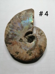 [Ammonite #4] ฟอสซิสหอยแอมโมไนต์ (Ammonite Fossil) ขนาด 66.6 mm.