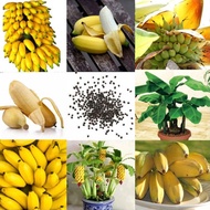 50 เมล็ด ต้นกล้วยแคระ ต้นกล้วย กล้วยหอมกล้วยจิ๋ว ต้นไม้ที่ปลูกในห้องได้ Dwarf Banana Tree Seeds Mini