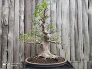∴。*藝術.美樹°*∴ ＊山槭~日本進口,大品,配枝完整,典藏級,H：66cm,W：65cm!＊