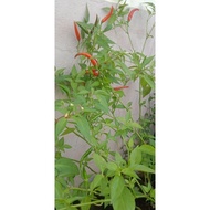 pokok cili SAKATA 508. POKOK BERBUNGA. dalam polybag saiz 6x5