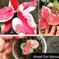 Terbaru ( BISA COD ) Bunga caladium dwi warna/ tanaman keladi dwi