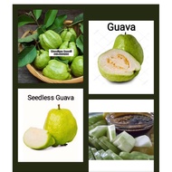 1kg JAMBU BATU LOHAN (GUAVA) | JAMBU BATU SEEDLESS 1kg Jambu Batu Lohan Segar BUAH JAMBU BATU RANGGU