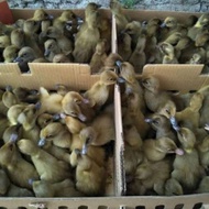 Dod Bebek Petelur Lokal, Anak Bebek Petelur, Beli 10 Free 1