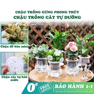 TDHome feng shui ginger pot, smart self-watering plastic bottle HH490