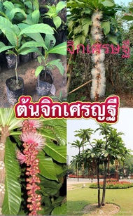 ต้นจิกเศรษฐี เป็นไม้ดอก ดอกเป็นพวงห้อยระย้า สีสวย มีกลิ่นหอม ปลูกได้ในดินทั่วไป ✓#จิกเศรษฐี #ไม้มงคล