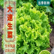 High Quality Lettuce Seeds Tall Leaf Seeds Tall Lettuce Seeds Tall Seeds