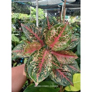 *SUPER RARE* AGLAONEMA DEGIUM IN 6 INCH POT