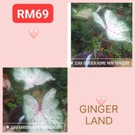 🍇CALADIUM GINGER LAND🍇 rare id caladium thai, holand, usa, kampung, pokok bunga keladi hiasan viral (ZURA GARDEN)