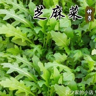 [现货]{热卖}芝麻菜种子意大利小青菜种籽箭生菜籽阳台盆栽春秋四季蔬菜种孑Arugula Seeds Italian Green Vegetable Seeds Arrow20251024
