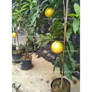 GWTaiwan Premium Gold Fruit High Commercial Value Grafted Seedlings Kahwin Abiu Caimito Pouteria Tai