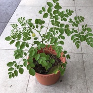 Pokok Kelor / Moringa (Moringa oleifera) - Pokok Hidup / Live Plant